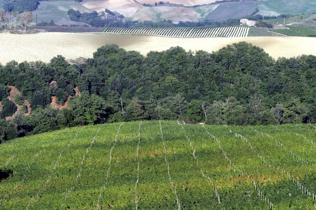 Vigneto tenute Silvio Nardi